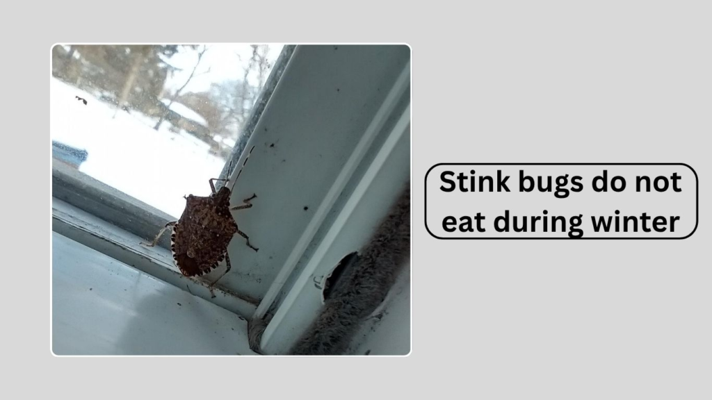 Feeding and Activity During Winter