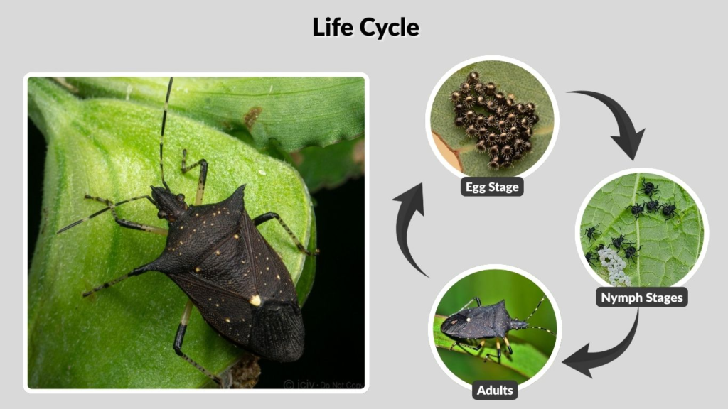 Life Cycle