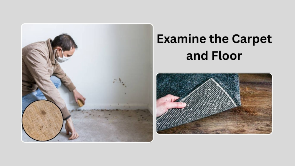 Examine the Carpet and Floor