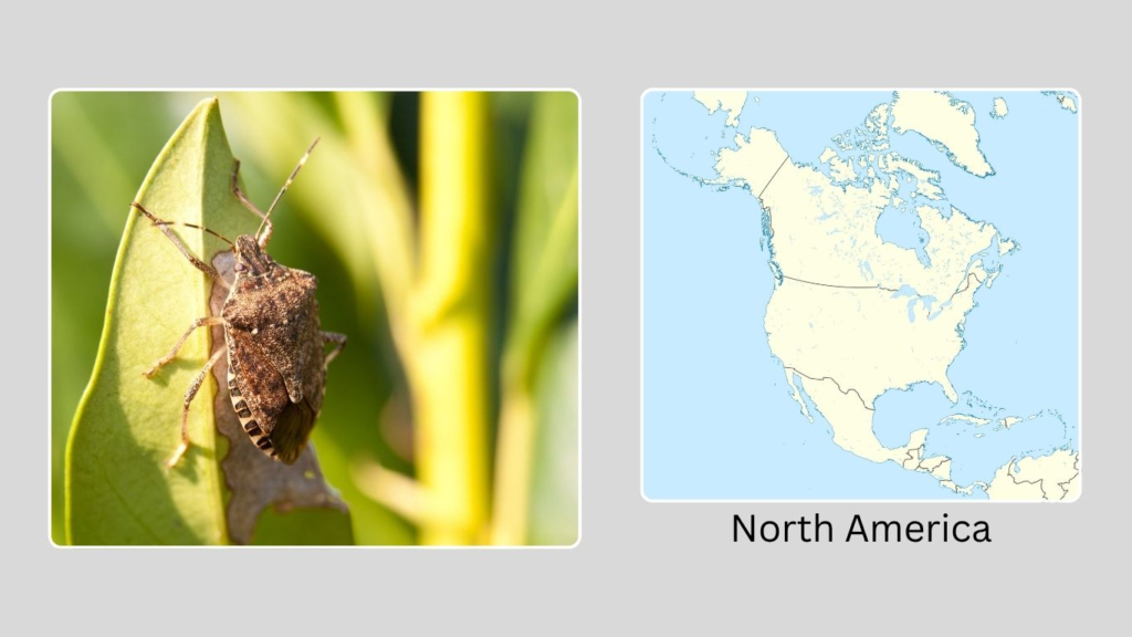 Geographical Distribution