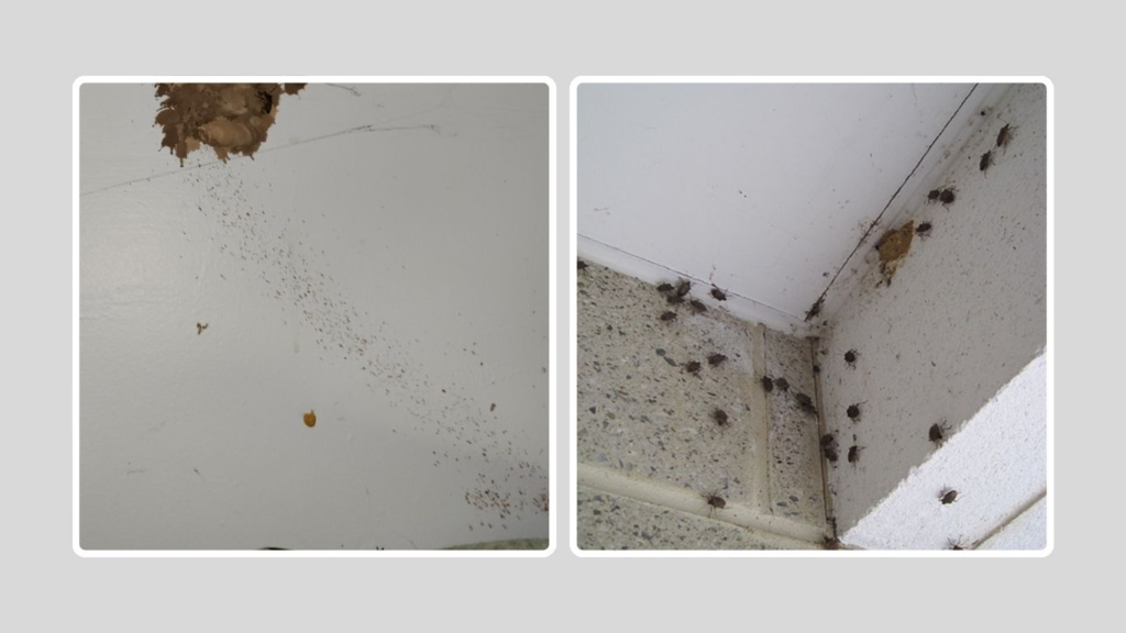 Signs of Infestation