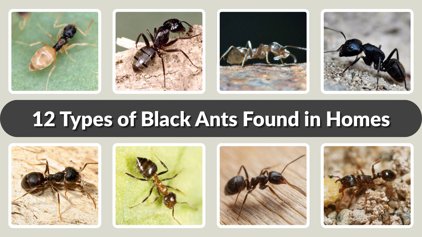 12 Types of Black Ants Found in Homes (Small & Large)
