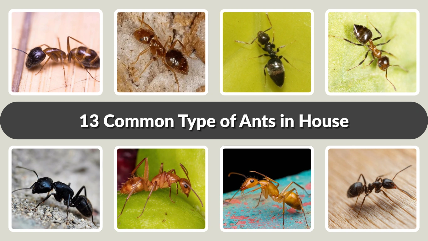 13 Common Type of Ants in House Identification with Picture
