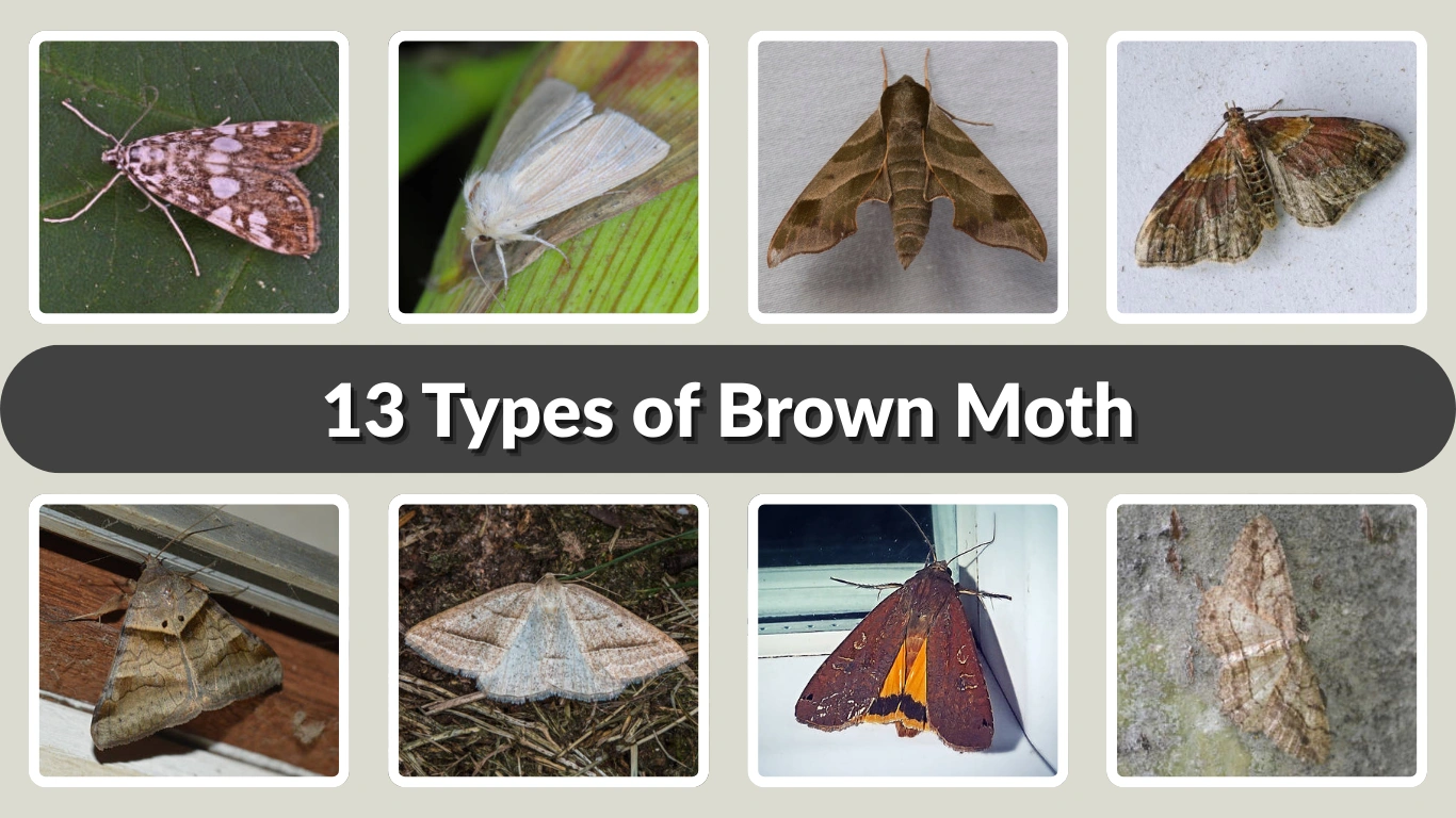 13 Types of Brown Moth Identification with Pictures