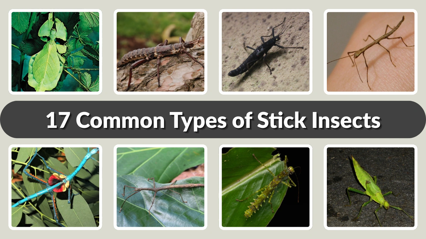 17 Common Types of Stick InsectsBugs Around the World