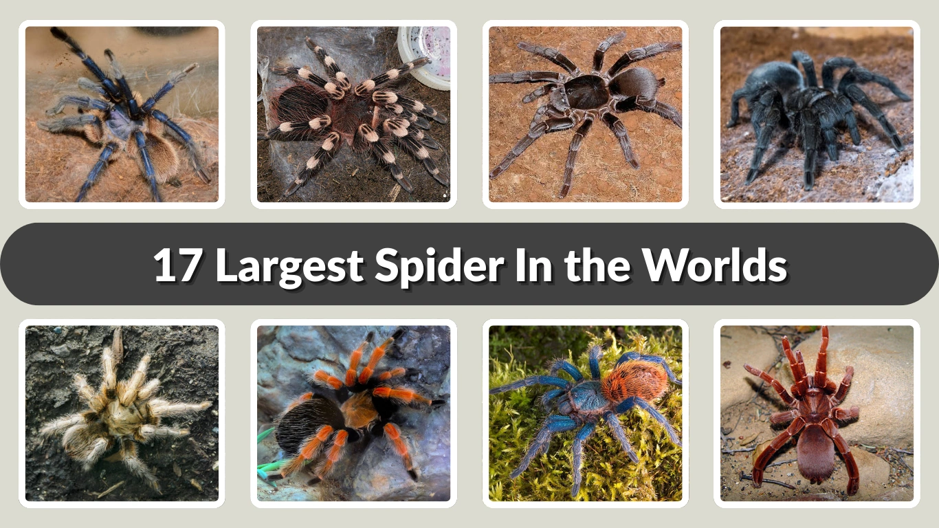 17 Largest Spider In the Worlds Identification with Picture