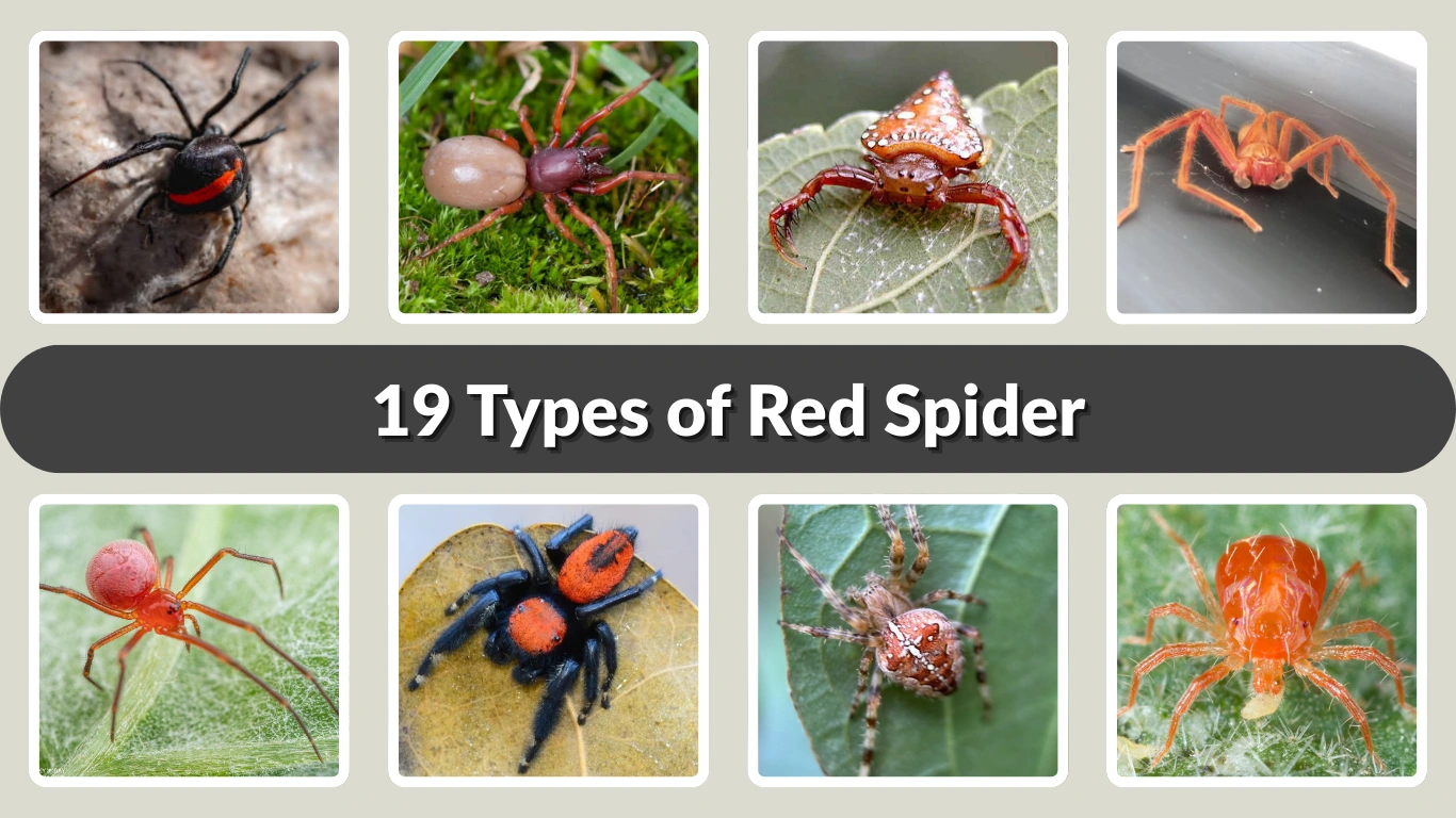 19 Types of Red Spider Identification with Picture
