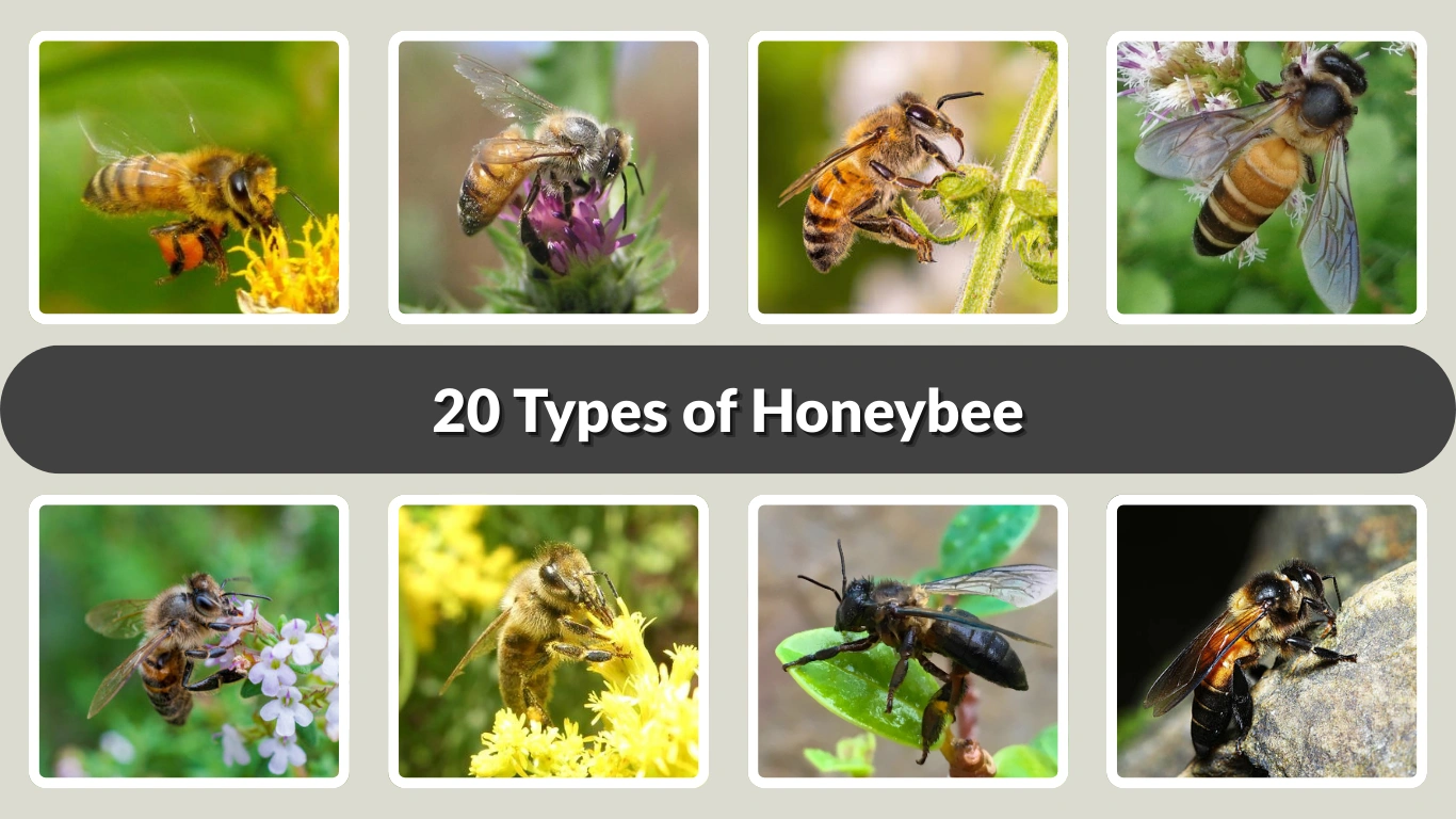 20 Types of Honeybee Identification with Picture