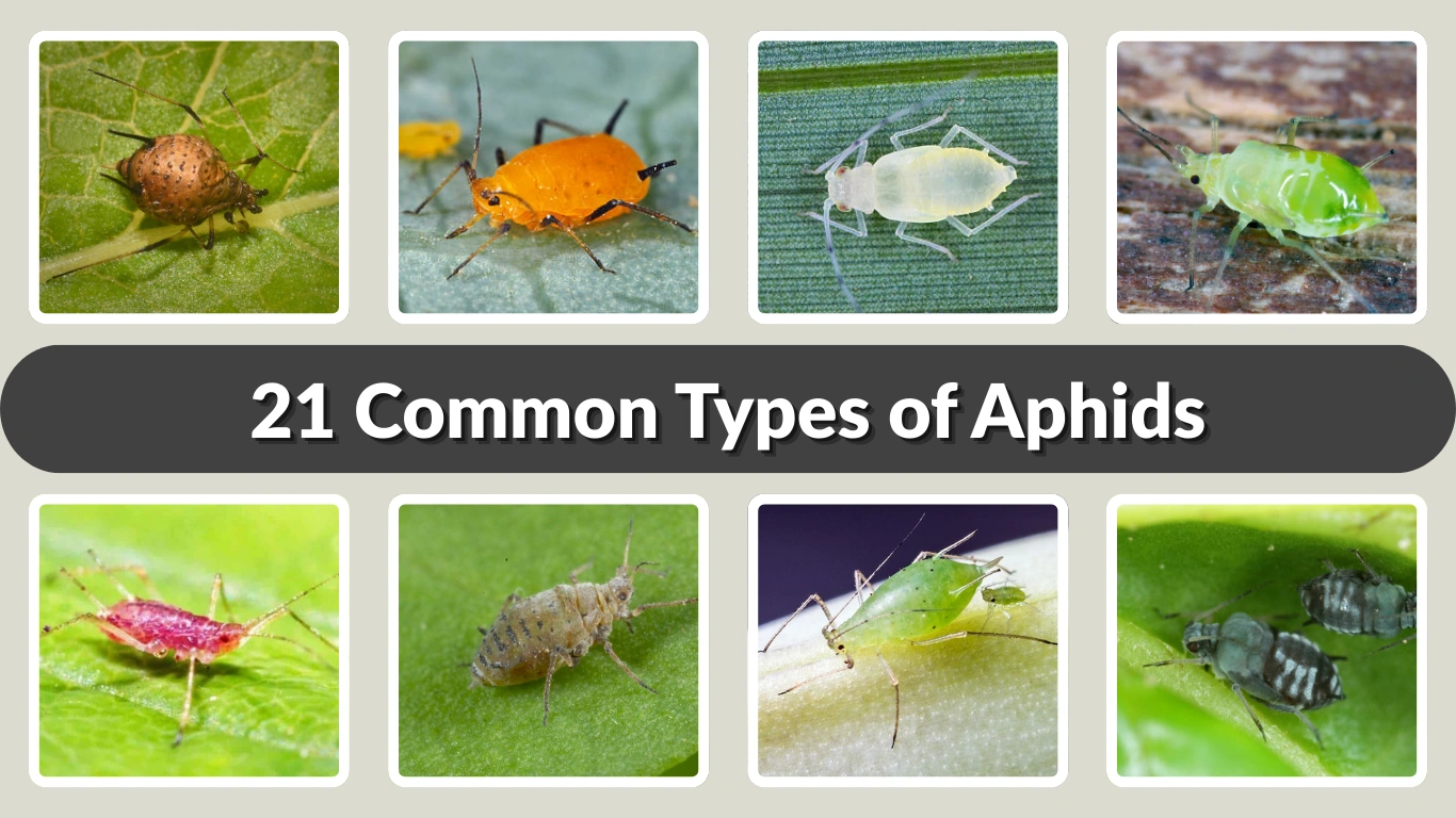 21 Common Types of Aphids Specie identification with Name & Pictures 