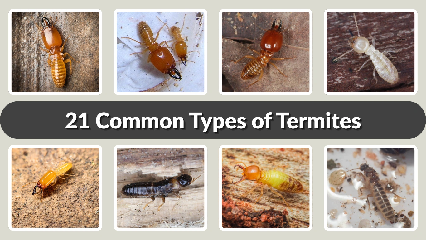 21 Common Types of Termites Found Around the World (ID & Pictures)