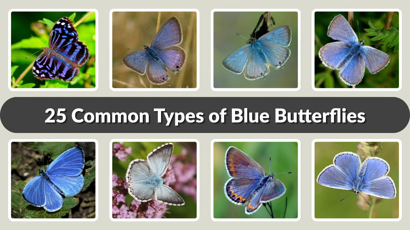 25 Common Types of Blue Butterflies Species, Habitat, Color Pattern