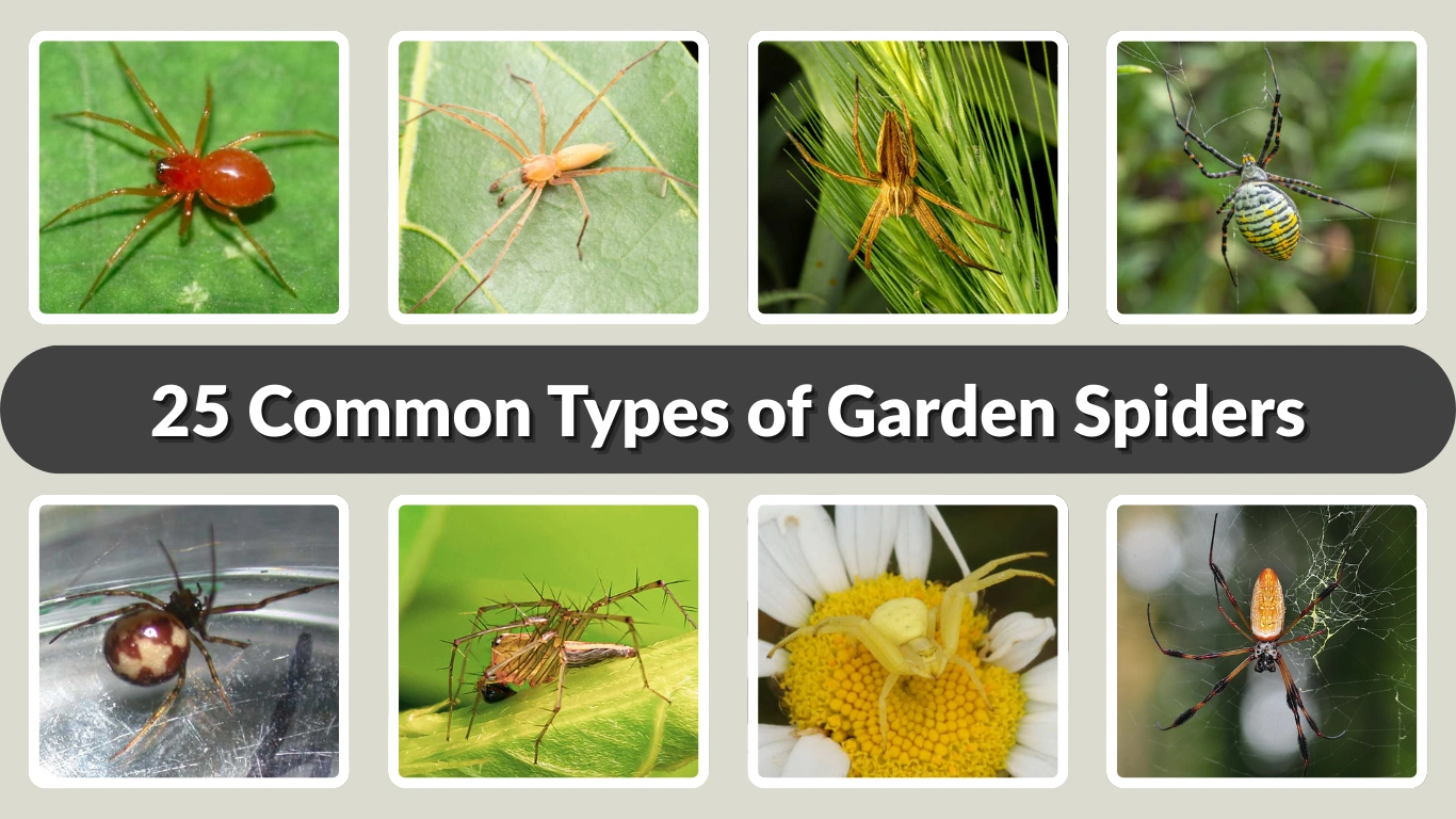 25 Common Types of Garden Spiders ID with Name & Pictures 