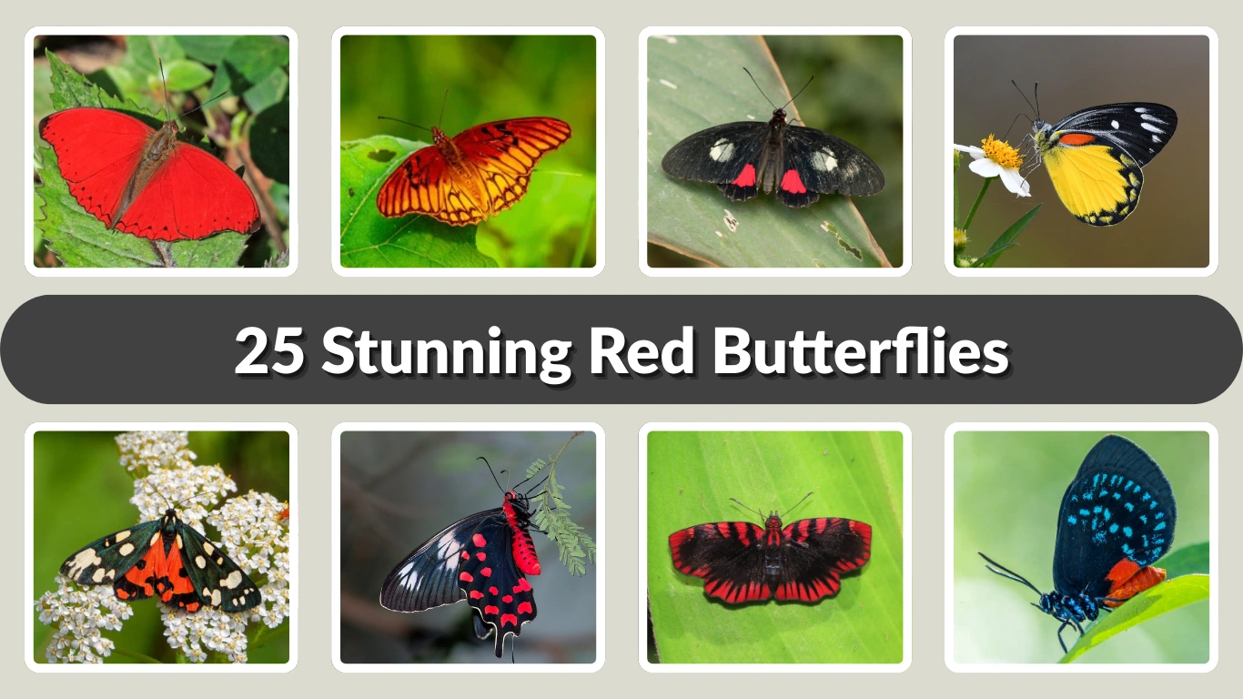 25 Stunning Red Butterflies Identification with Pictures 