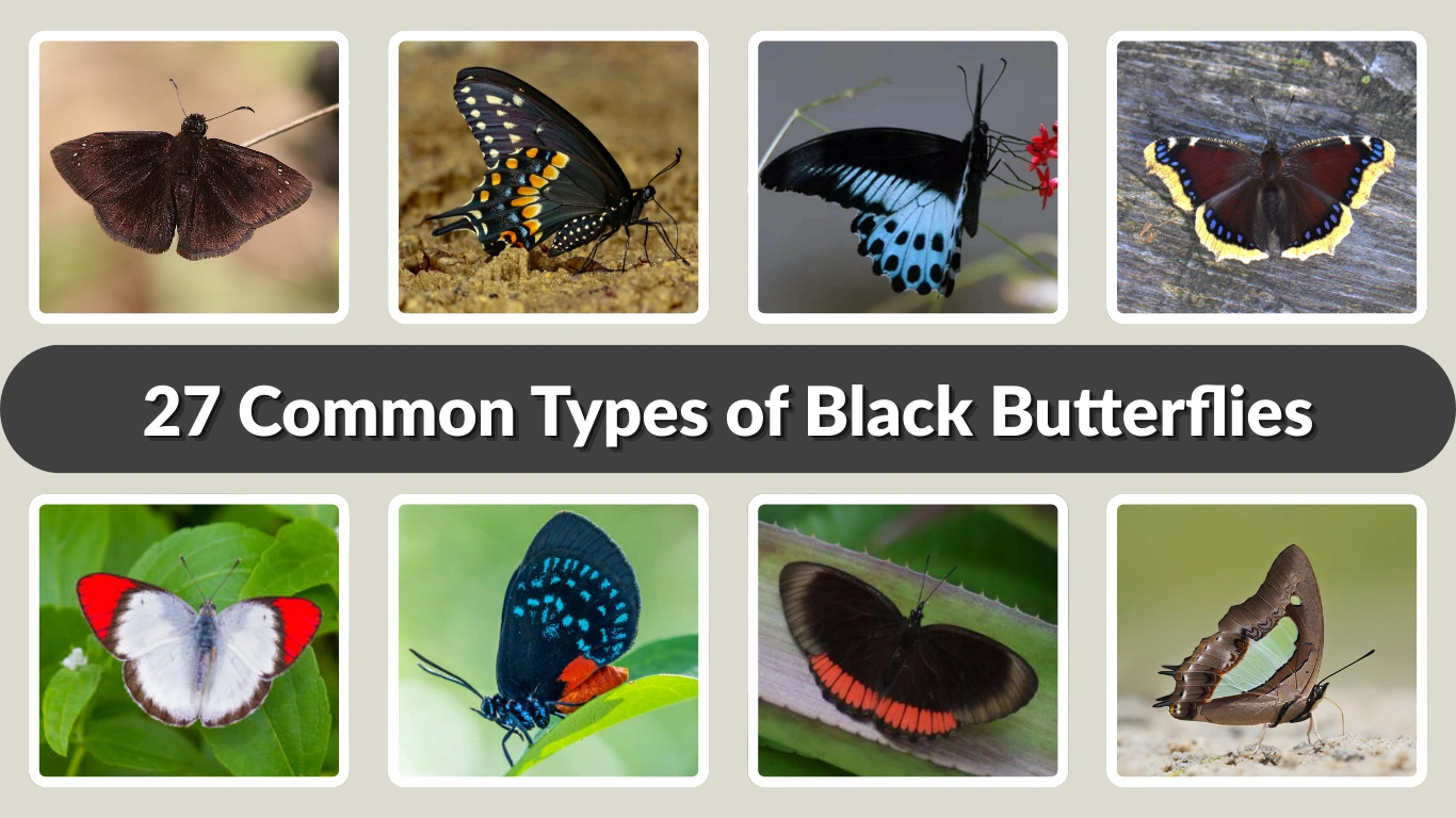 27 Common Types of Black Butterflies Identification with Pictures 