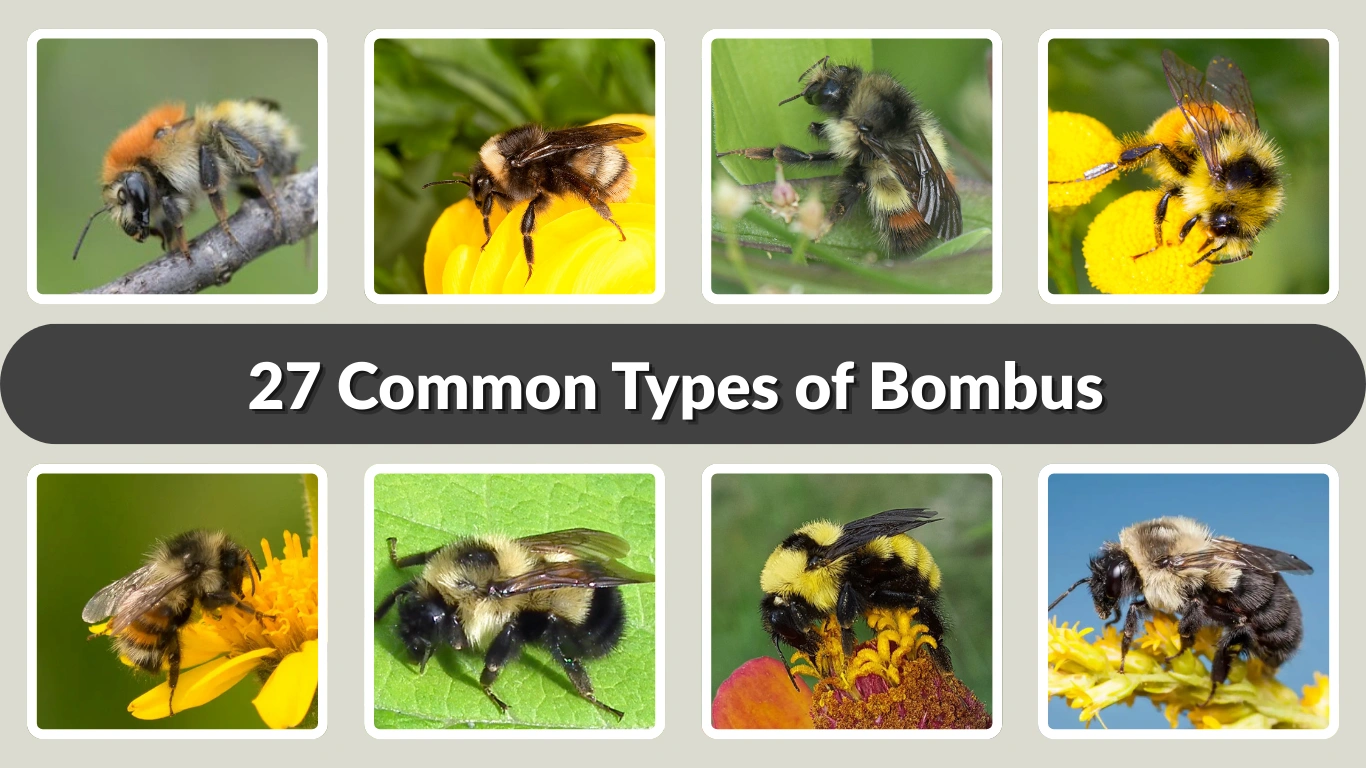 27 Common Types of Bombus