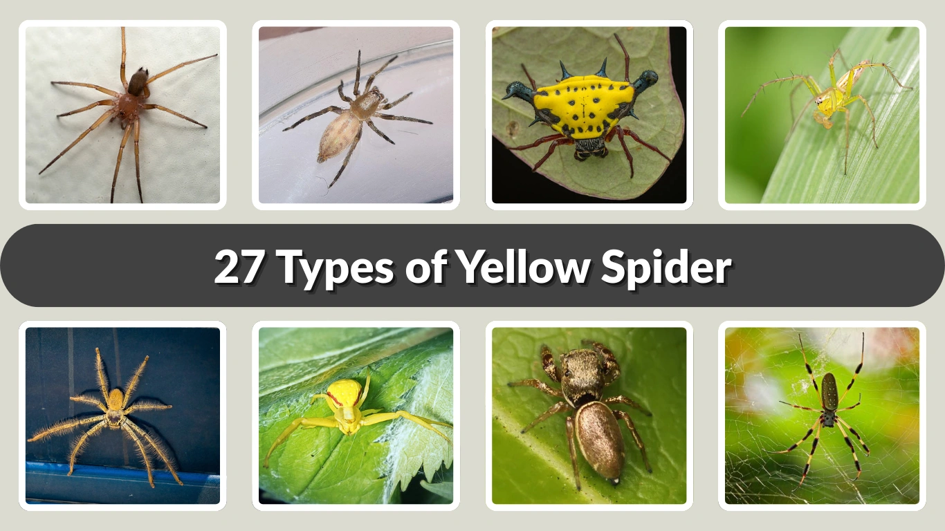 27 Types of Yellow Spider Identification with Picture