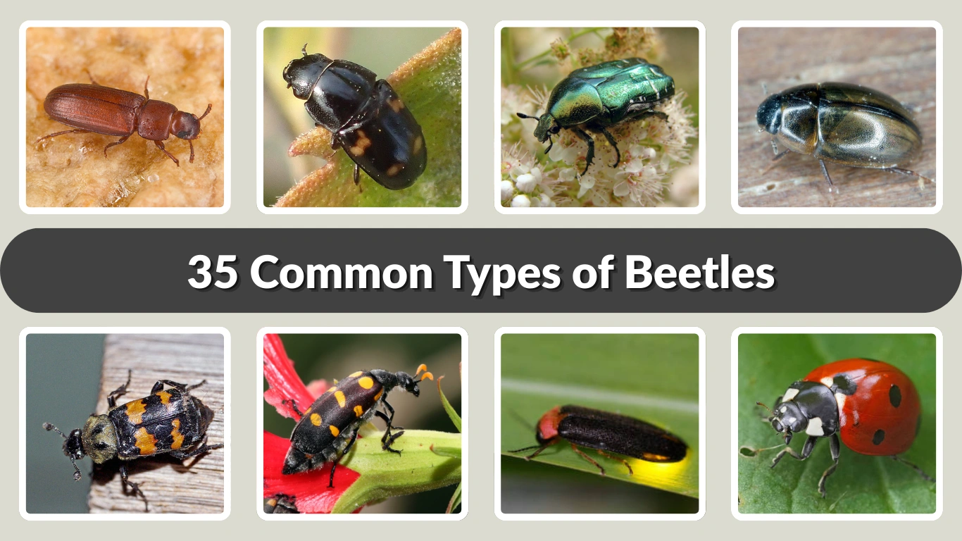 35 Common Types of Beetles Identification with Name & Pictures 