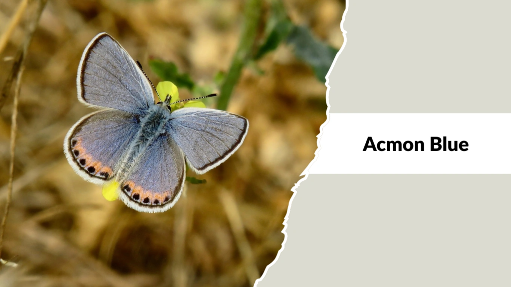 Acmon Blue