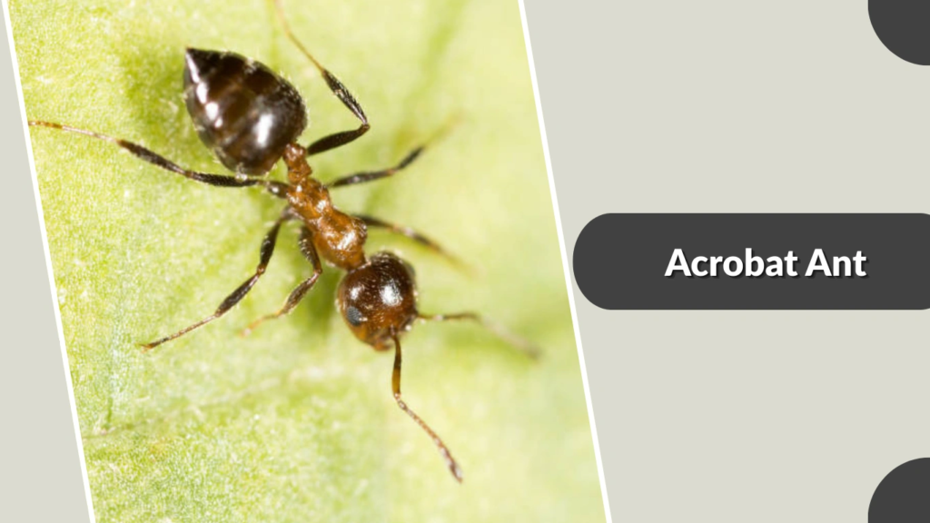 Acrobat Ant