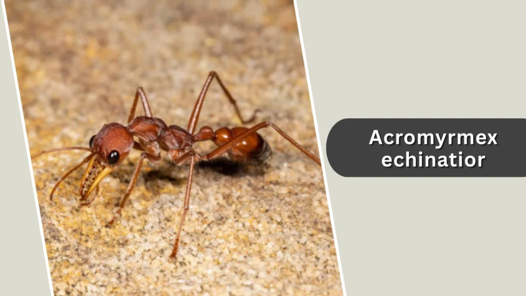 Acromyrmex echinatior