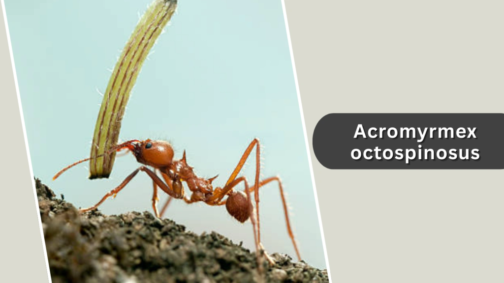 Acromyrmex octospinosus