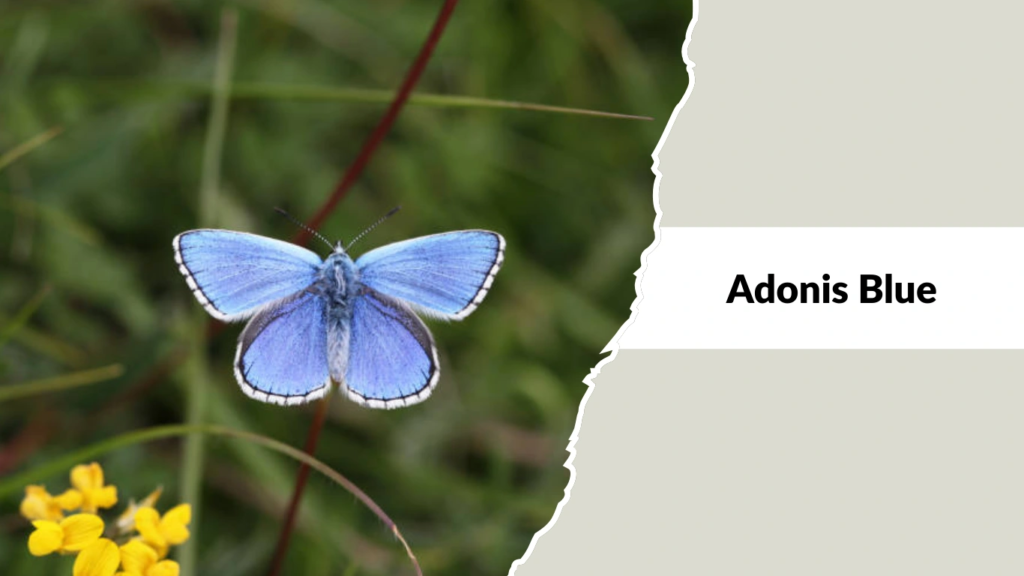 Adonis Blue