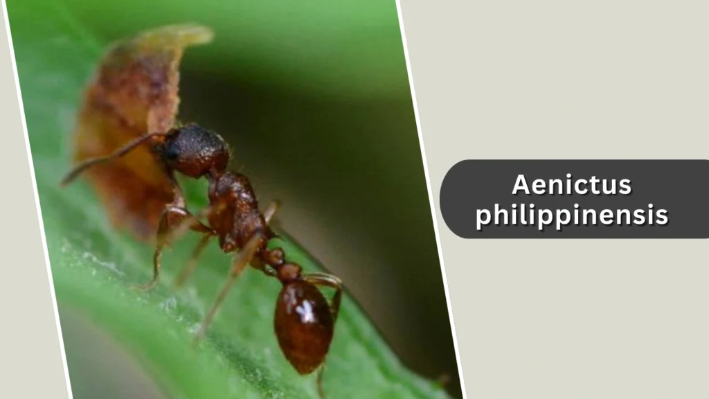 Aenictus philippinensis