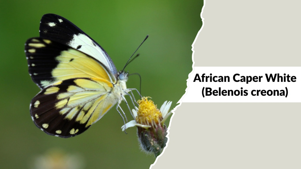 African Caper White (Belenois creona)