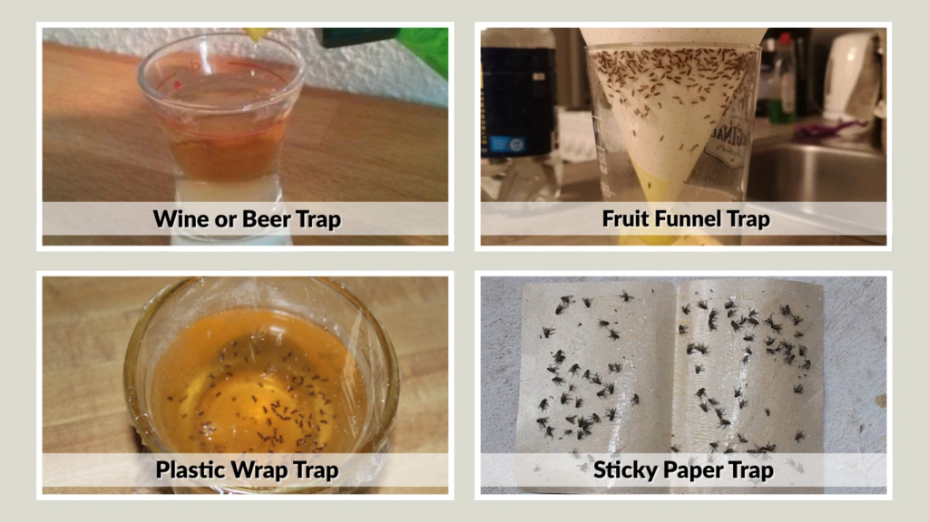 Alternative Homemade Fruit Fly Traps