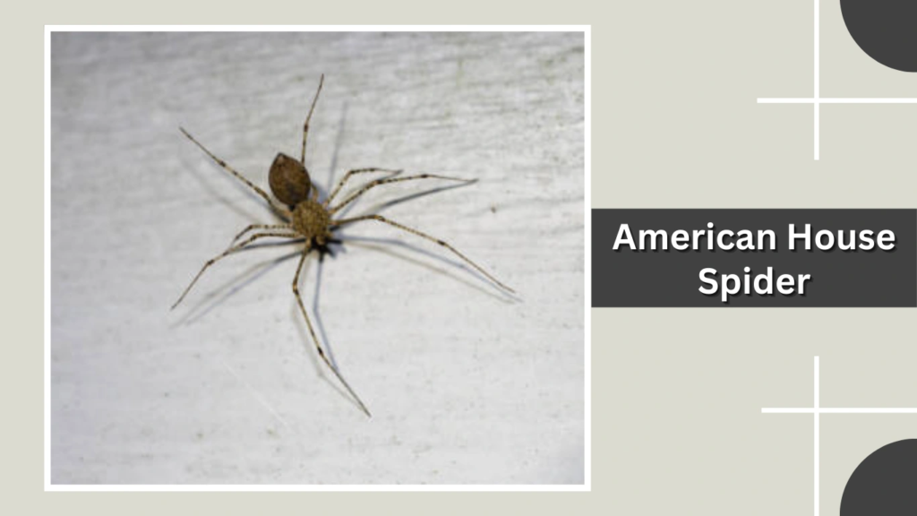 American House Spider