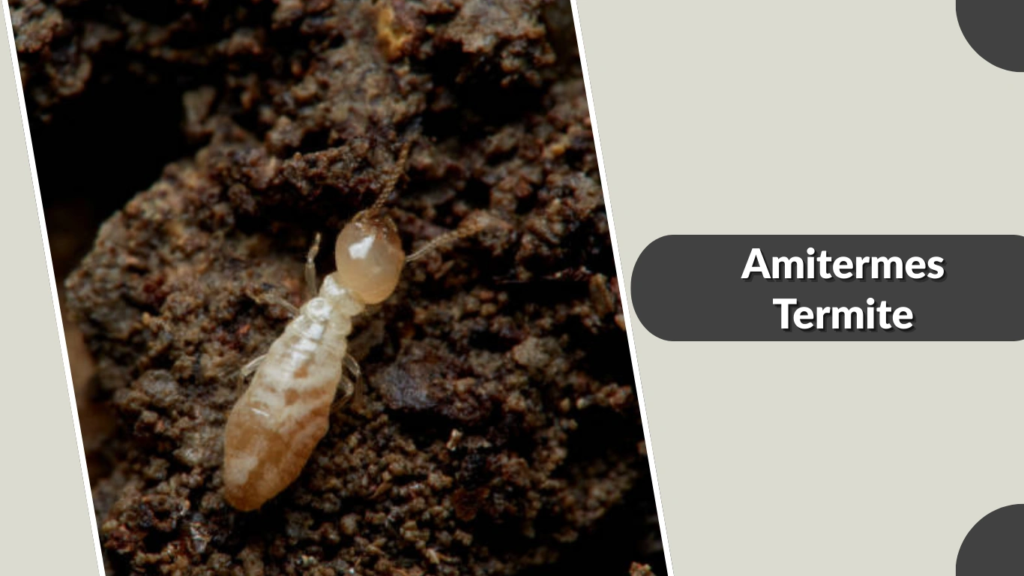 Amitermes Termite