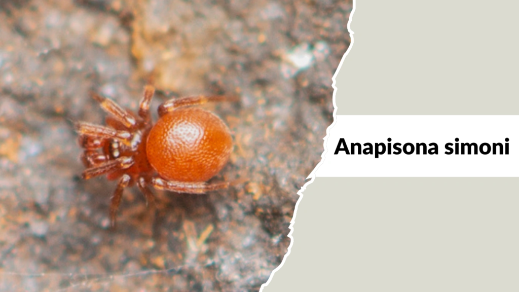 Anapisona simoni