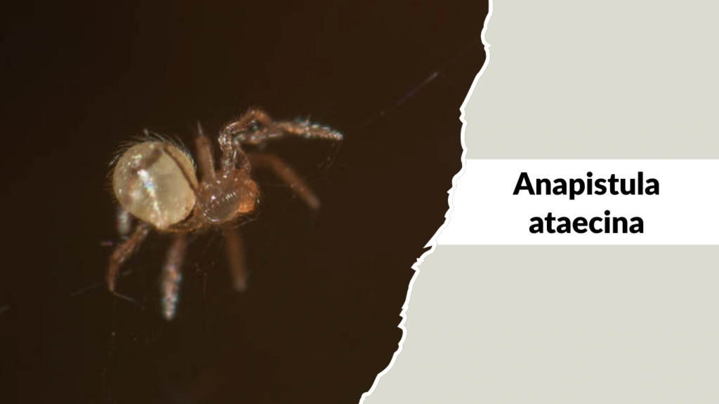 Anapistula ataecina