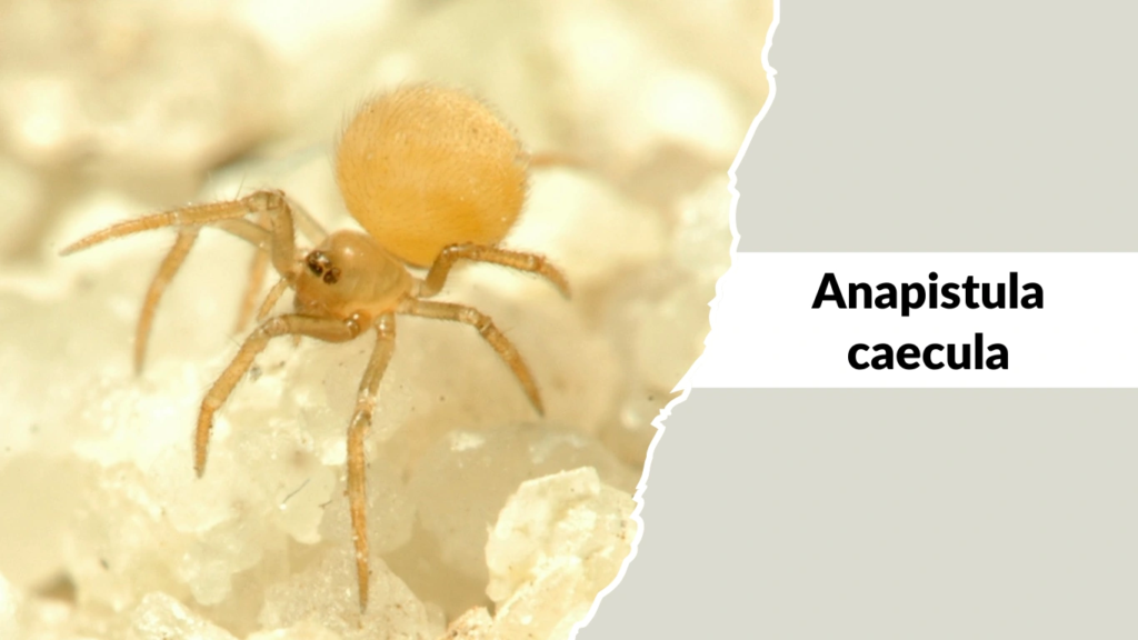 Anapistula caecula