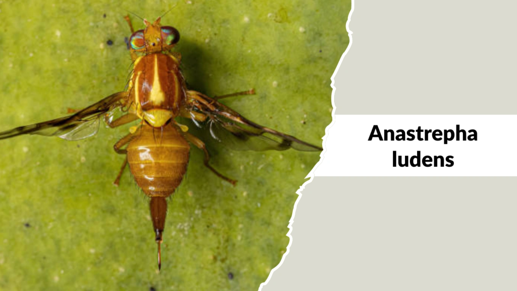 Anastrepha ludens