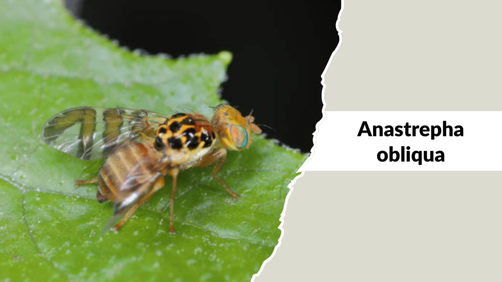 Anastrepha obliqua