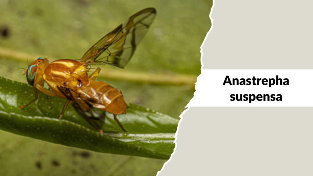 Anastrepha suspensa