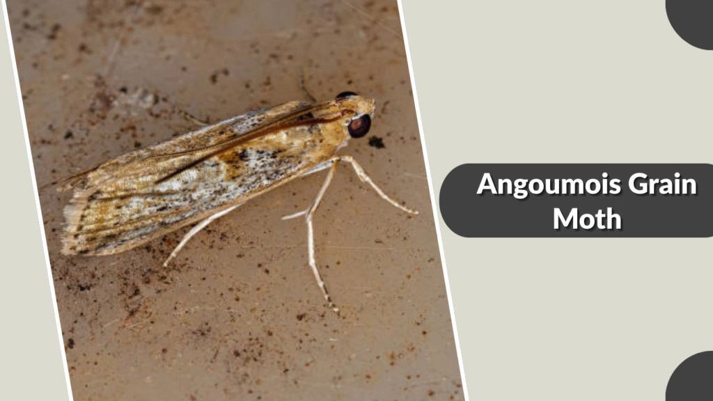 Angoumois Grain Moth