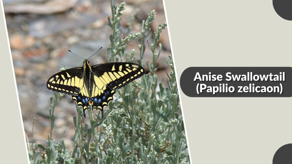Anise Swallowtail (Papilio zelicaon)