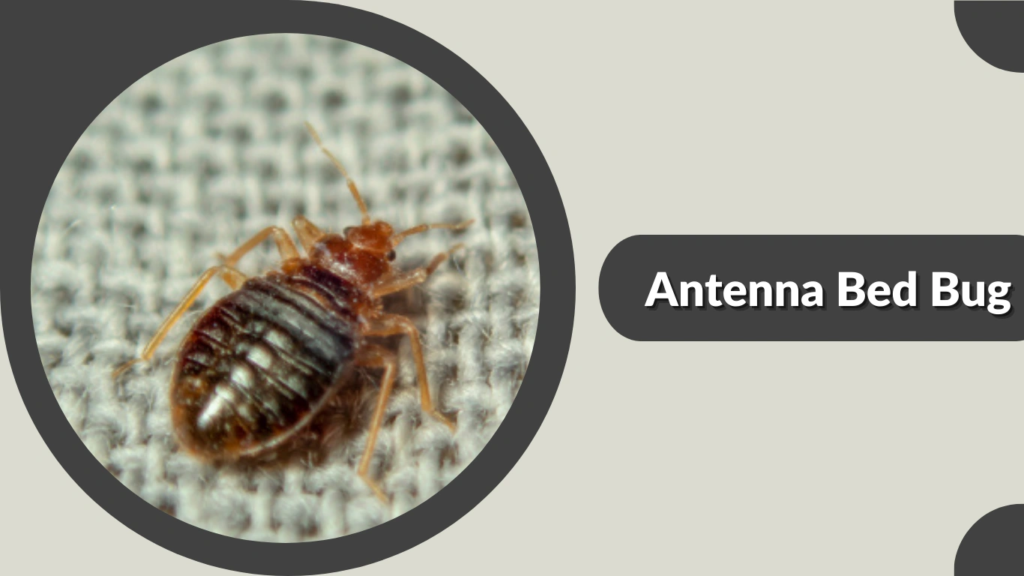 Antenna Bed Bug