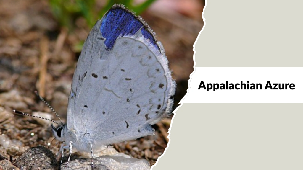 Appalachian Azure