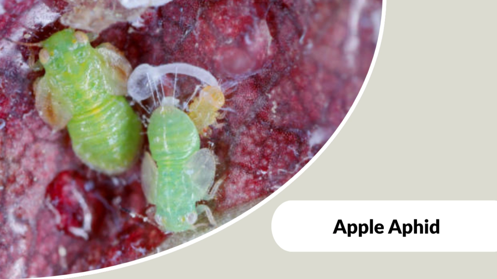Apple Aphid