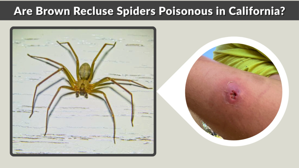Are Brown Recluse Spiders Poisonous in California