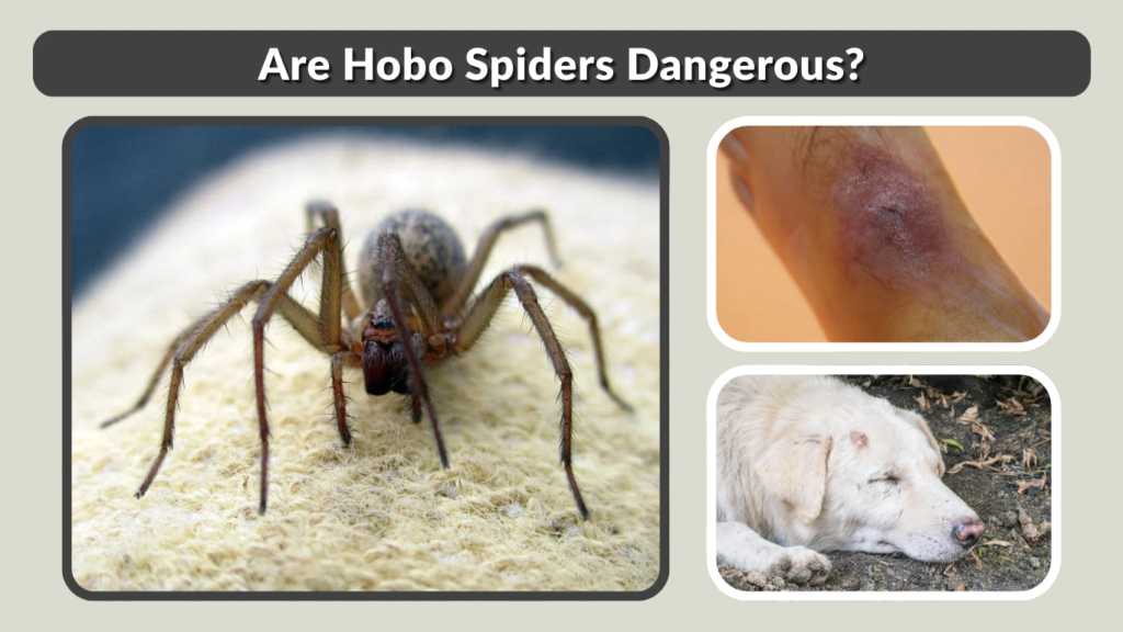 Are Hobo Spiders Dangerous