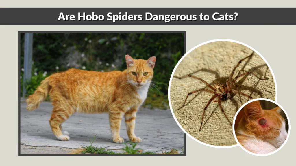 Are Hobo Spiders Dangerous to Cats