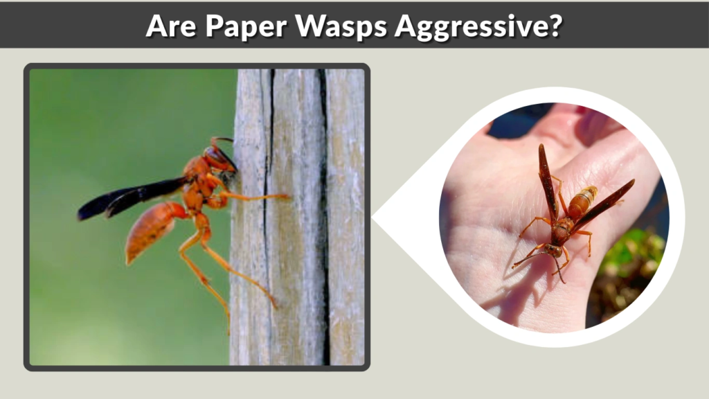 Are Paper Wasps Aggressive
