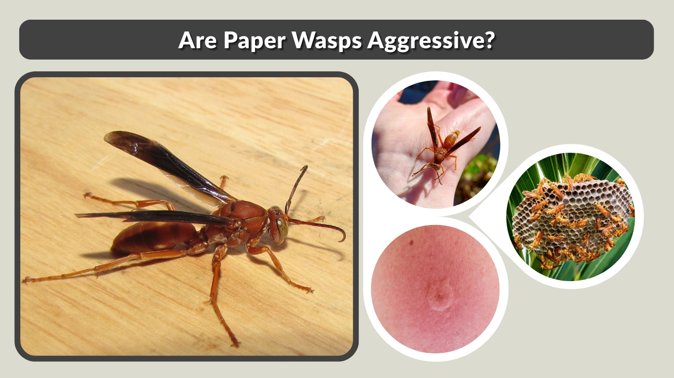 Are Paper Wasps Aggressive Behavior, Risk & Comparison