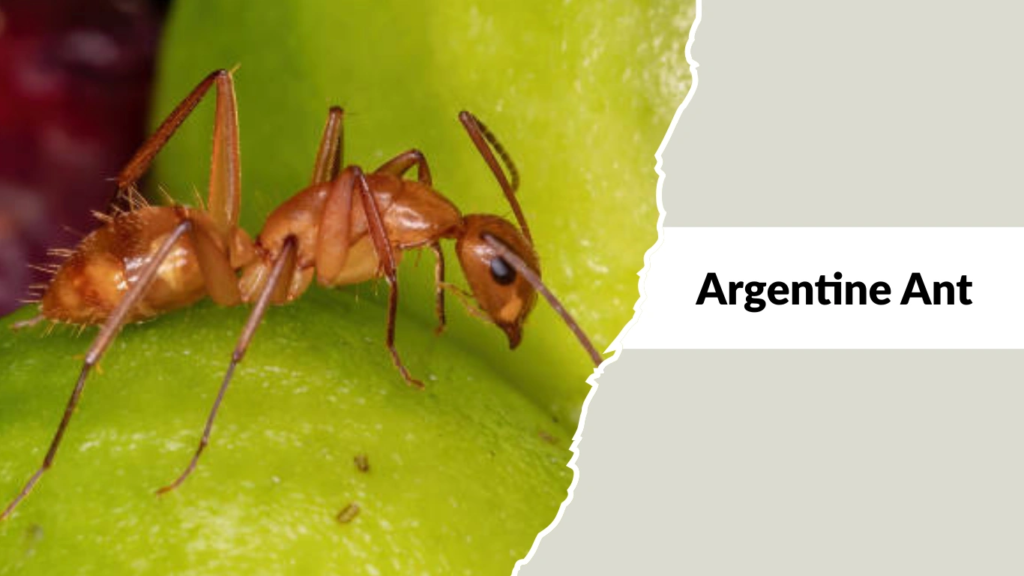 Argentine Ant