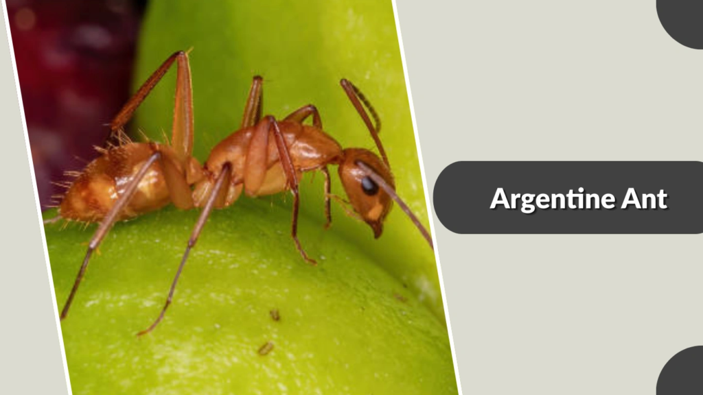 Argentine Ant