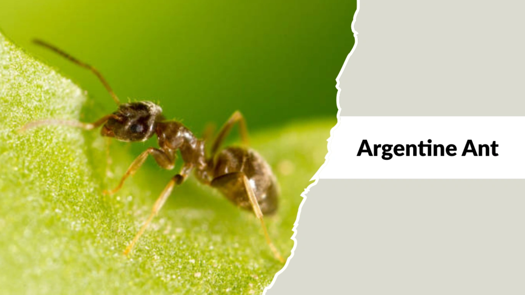 Argentine Ants